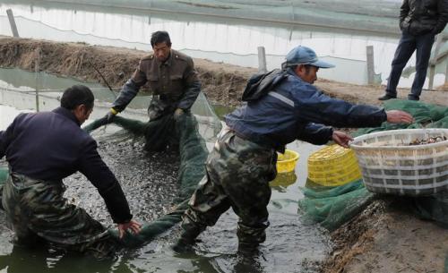 广西土塘养殖泥鳅工厂别拘一格