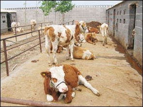 牛羊基地大量供应优质牛羊供应商 山东省嘉祥县牛羊大型繁育基地