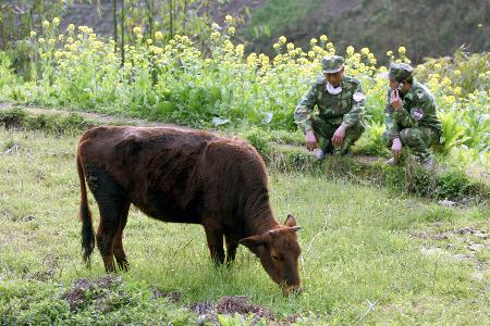 牲畜无人养民兵来帮忙 1